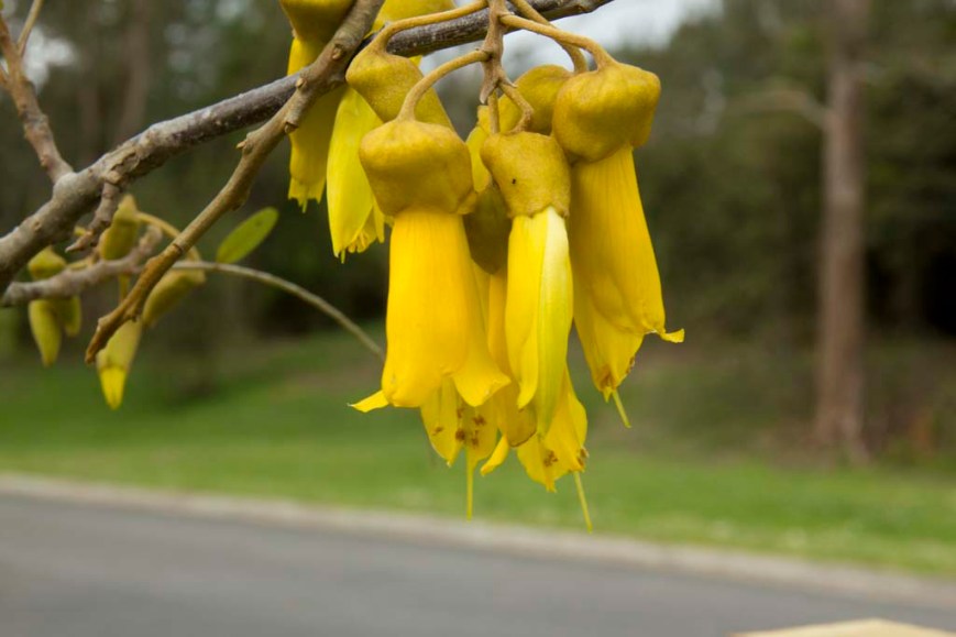 Kowhai Tree, Flower.
