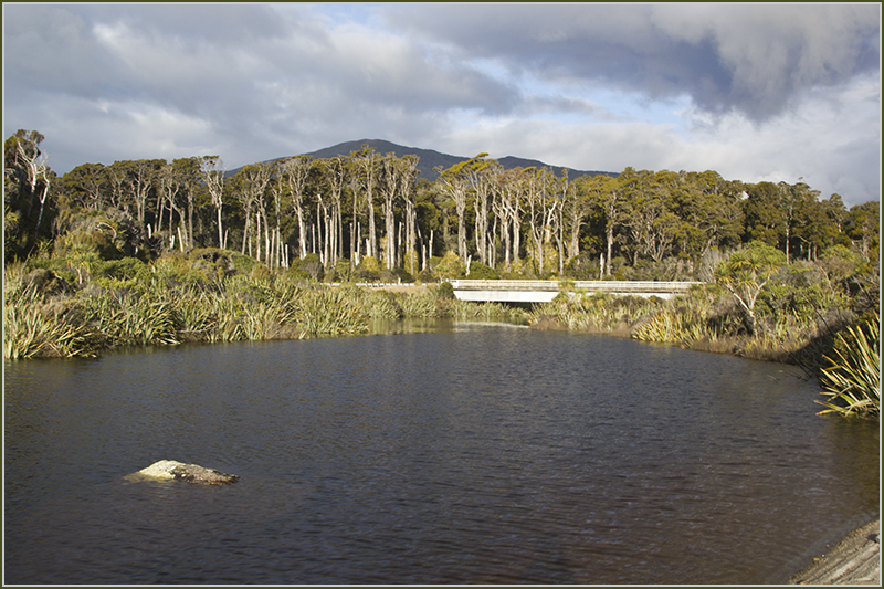 Kahikatea's at Ship Creek