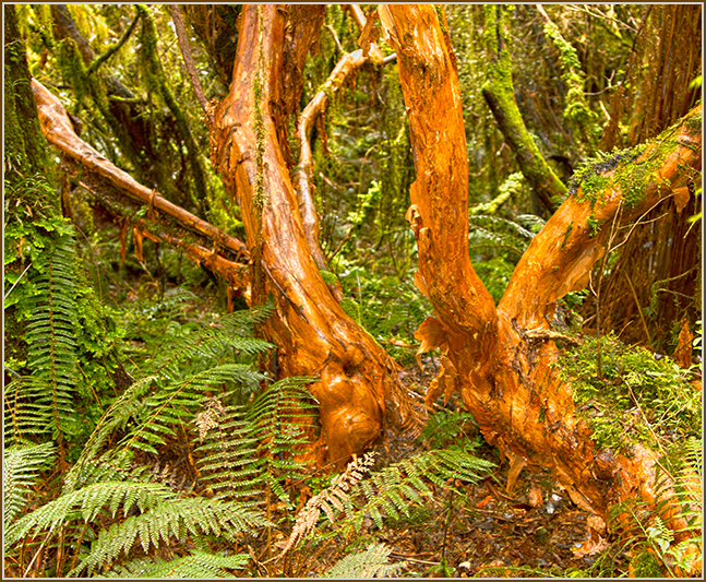 Kotukutuku, Fuchsia Native Tree