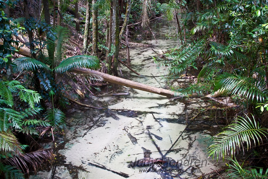 Rainforest, Fraser Island