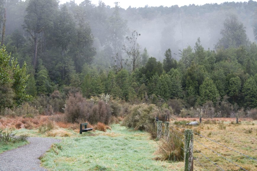 Lake Matheson Beech Forest