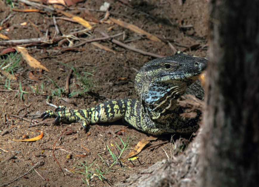 IMG_4982Goanna