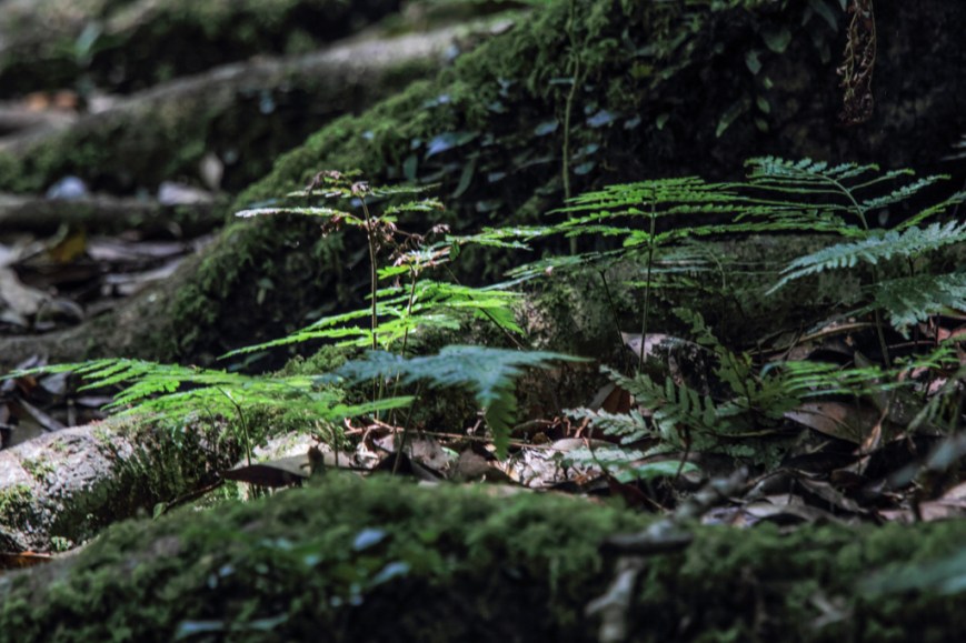 Rain forest under growth.