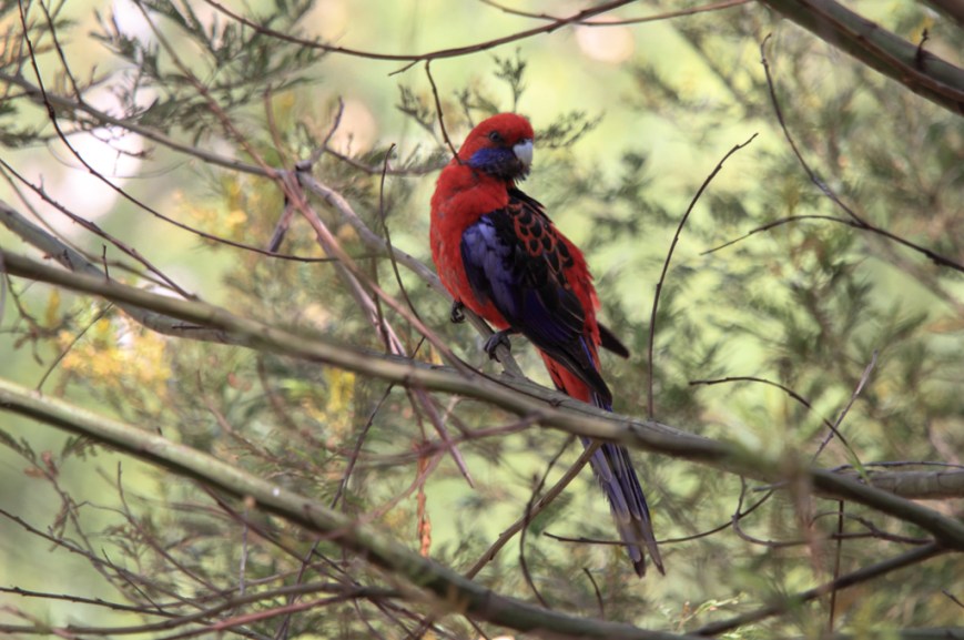 IMG_4305 Crimson Rosella