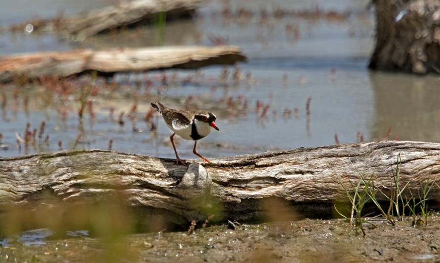 IMG_6524BlackFrontedDotterel