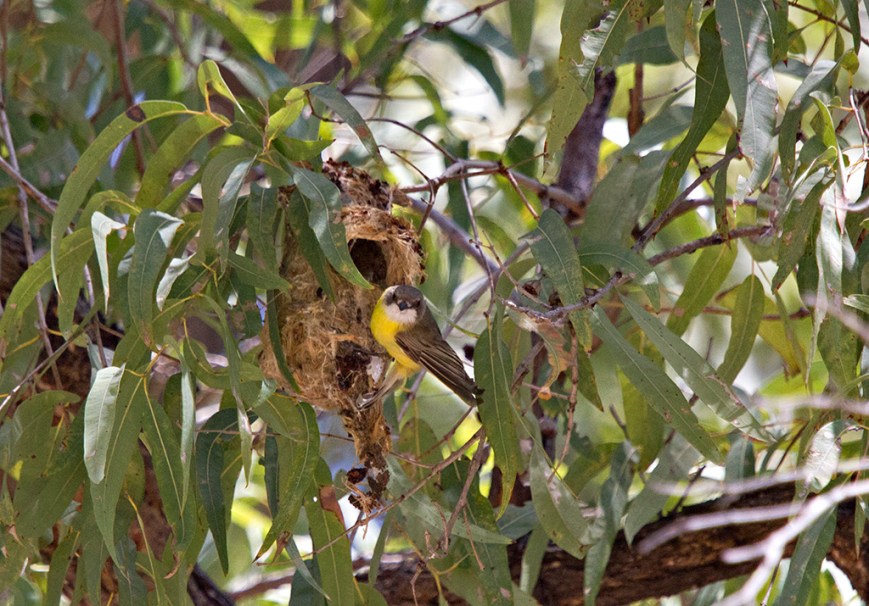 IMG_7637PaleYellowRobin