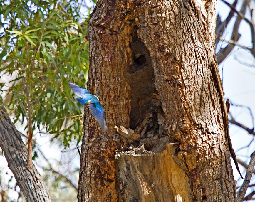 IMG_7721SacredKingfisher