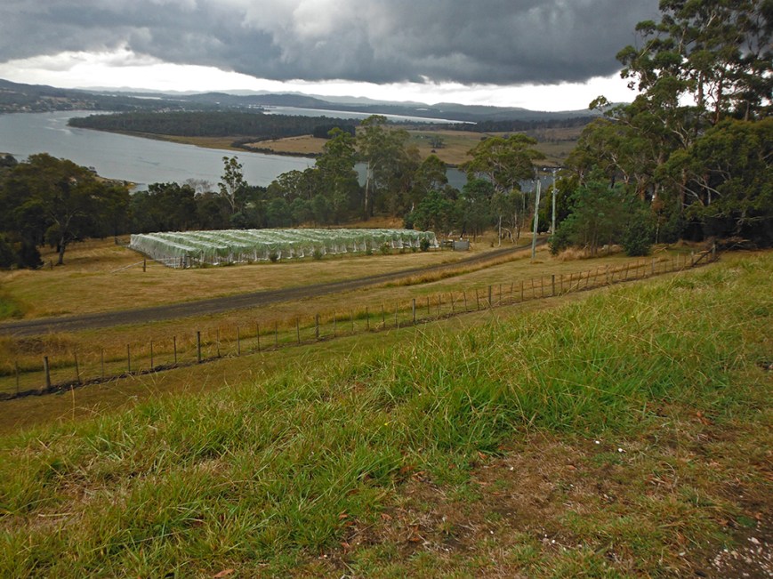 Looking over the Tamar River