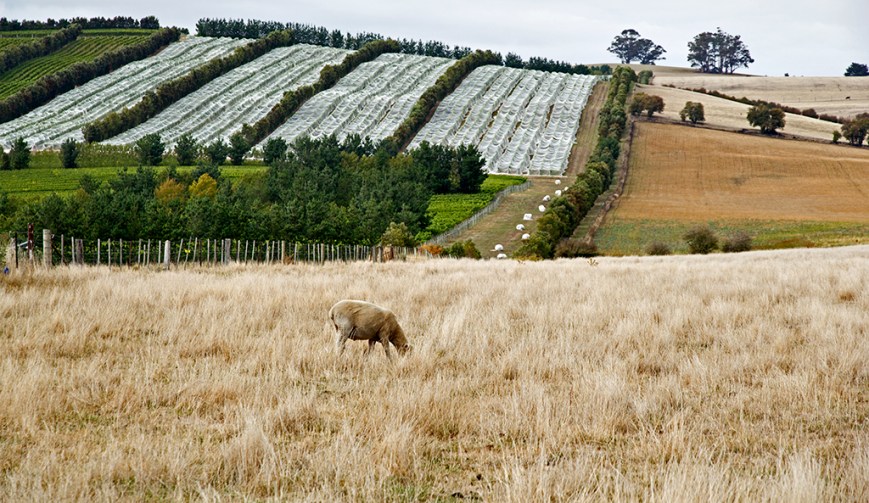Wine area to Ben Lomond