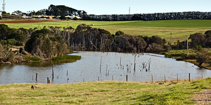 IMG_2976TableCapeTulipFarm