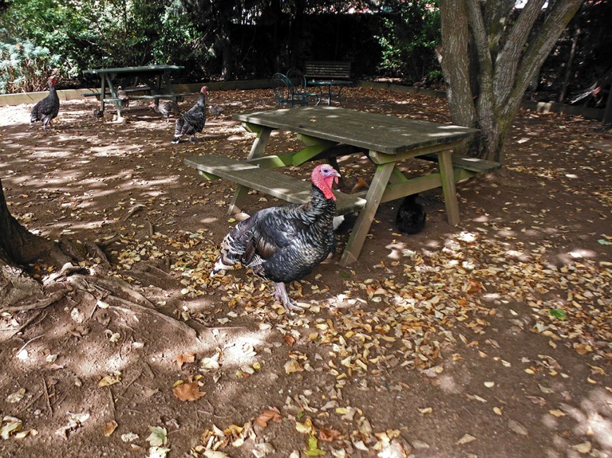 Turkey's and chooks in Beer Garden at the Pub, Evendale