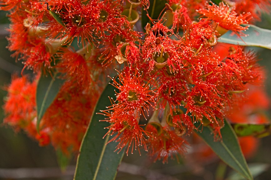 IMG_4708gumflowersRosebery