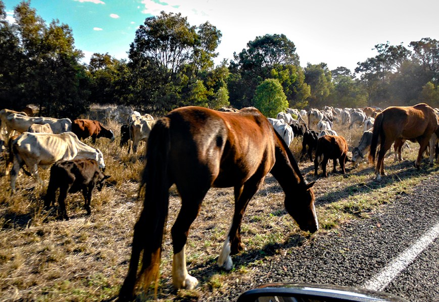 DSCF5223droving cattle