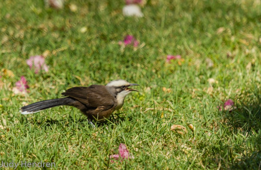 Baby Babbler-6734