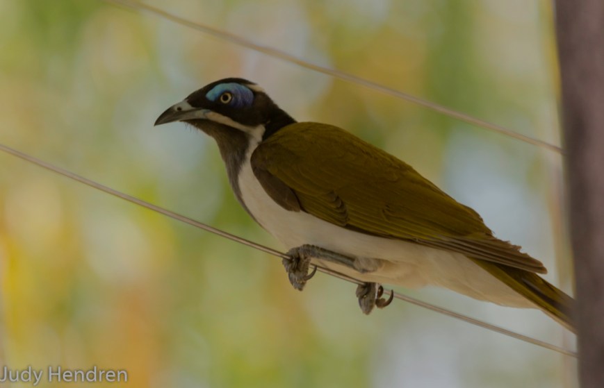 Bluefaced Honeyeater-6841