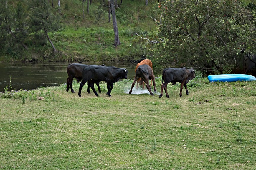 IMG_0059CalvesPlaying