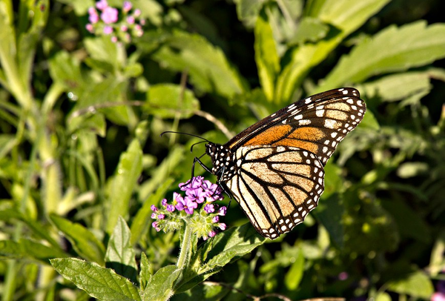 IMG_8250Monarch