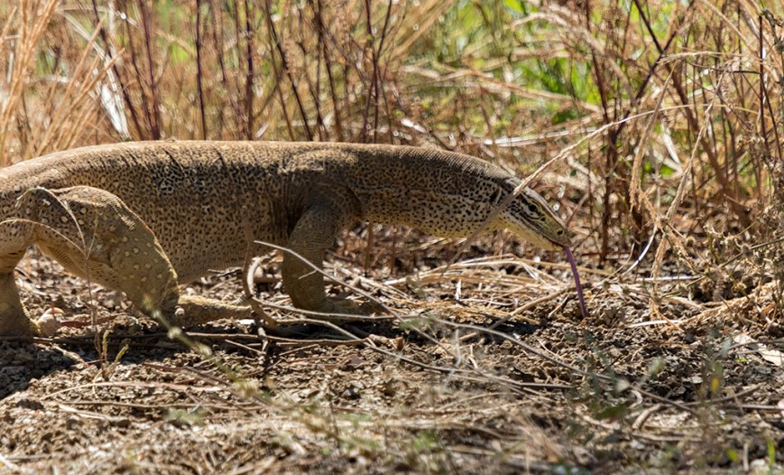 IMG_7042Sand Goanna