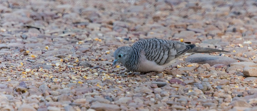 IMG_8770peaceful dove