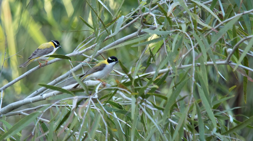 IMG_8877Black chinned honey eater