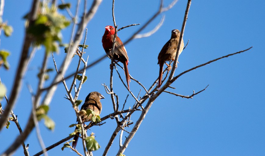 IMG_9023Crimson Finches