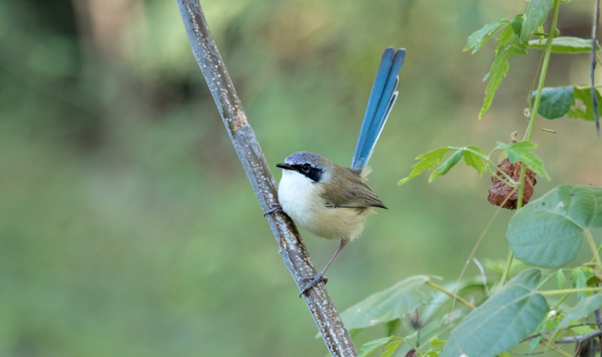 IMG_9092-Male Purple-crownd Fairy-wren