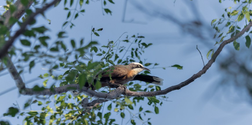 IMG_9174Grey-crowned Babbler
