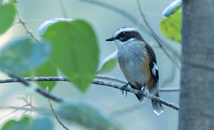 IMG_9203White-browed Robin