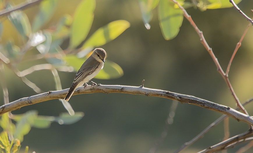 IMG_0247White Winged Triller